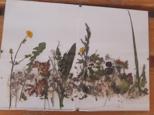 blumen01.jpg